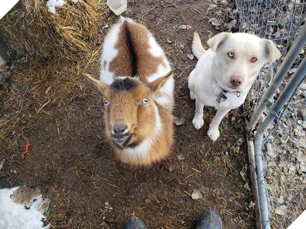 
Gồm một chú chó và một chú dê.