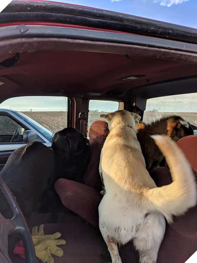 
Quả là một băng nhóm liều lĩnh!