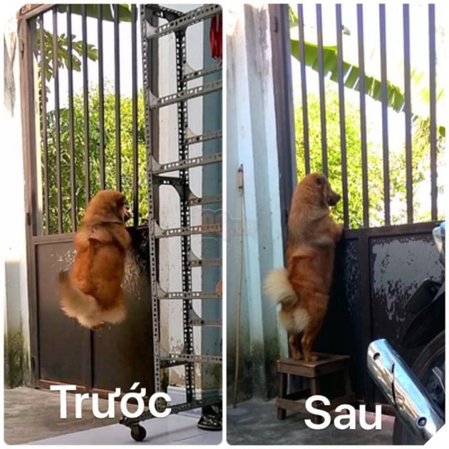 Khi boss có độ hóng hớt cực cao mà lại được sen hỗ trợ nhiệt tình thì còn gì bằng