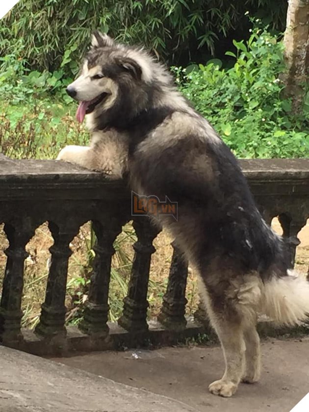 Khi boss có độ hóng hớt cực cao mà lại được sen hỗ trợ nhiệt tình thì còn gì bằng 8