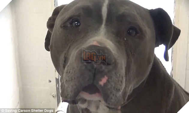 Bị chủ bỏ rơi, chú chó tội nghiệp bỏ ăn, không ngừng tìm kiếm chủ cũ rồi lặng lẽ khóc - Ảnh 2.