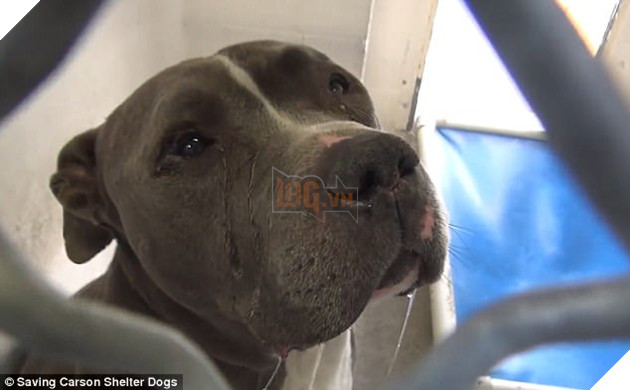 Bị chủ bỏ rơi, chú chó tội nghiệp bỏ ăn, không ngừng tìm kiếm chủ cũ rồi lặng lẽ khóc - Ảnh 3.