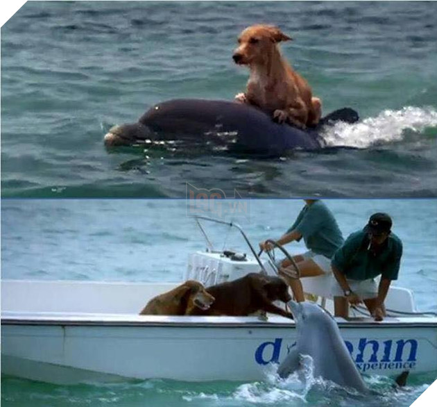 Mắc kệt giữa biển xa - tướng chết chắc ai ngờ chú chó Turbo được cá heo giải cứu đưa vào bờ an toàn
