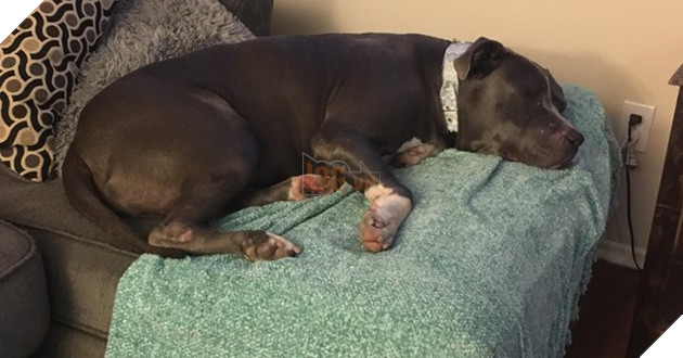 Bị chủ bỏ rơi, chú chó tội nghiệp bỏ ăn, không ngừng tìm kiếm chủ cũ rồi lặng lẽ khóc - Ảnh 5.