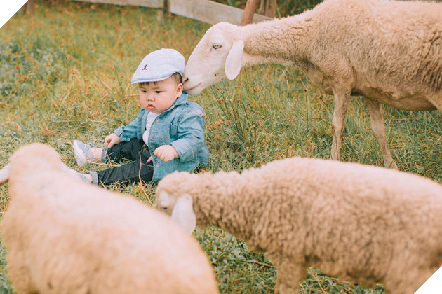 Cậu nhóc khóc ré ăn vạ khi phải chụp ảnh bên bạn chó: Dễ thương quá mức quy định rồi nhé! - Ảnh 8.