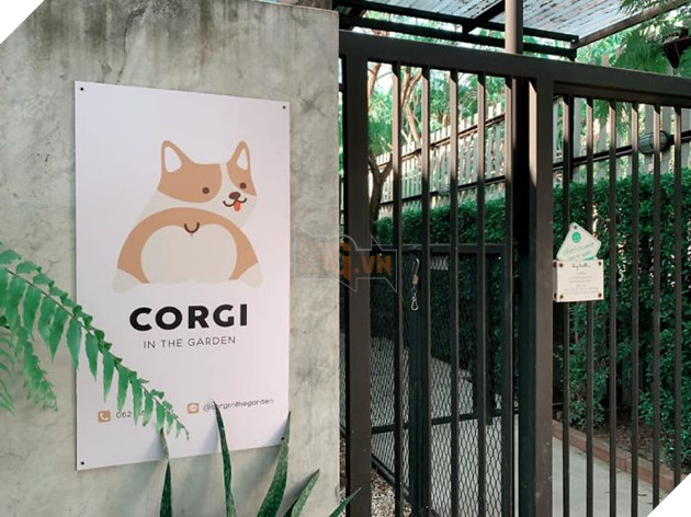 Có 1 quán cafe chứa đầy lũ Corgi Mông to siêu đã giữa lòng Bangkok