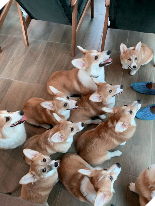 Có 1 quán cafe chứa đầy lũ Corgi Mông to siêu đã giữa lòng Bangkok 9