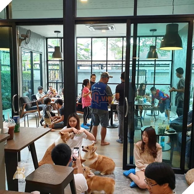 Có 1 quán cafe chứa đầy lũ Corgi Mông to siêu đã giữa lòng Bangkok 5