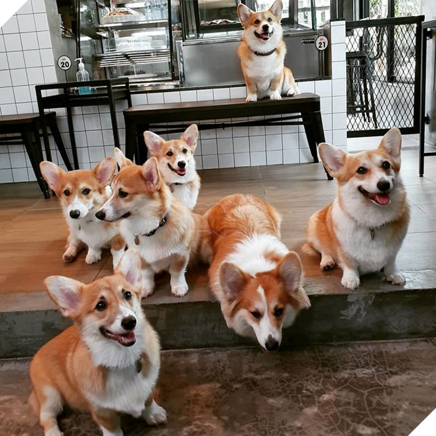 Có 1 quán cafe chứa đầy lũ Corgi Mông to siêu đã giữa lòng Bangkok 12