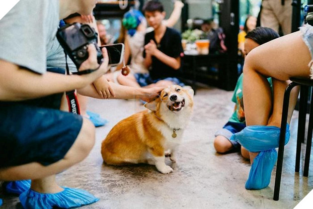 Có 1 quán cafe chứa đầy lũ Corgi Mông to siêu đã giữa lòng Bangkok 13