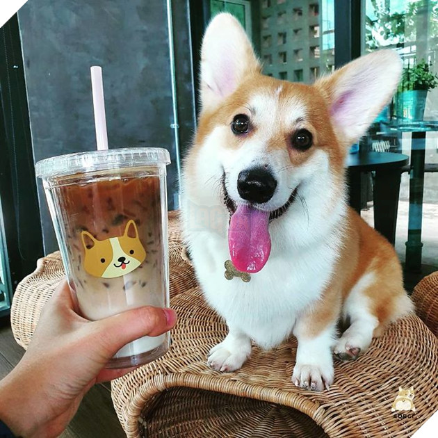 Có 1 quán cafe chứa đầy lũ Corgi Mông to siêu đã giữa lòng Bangkok 2
