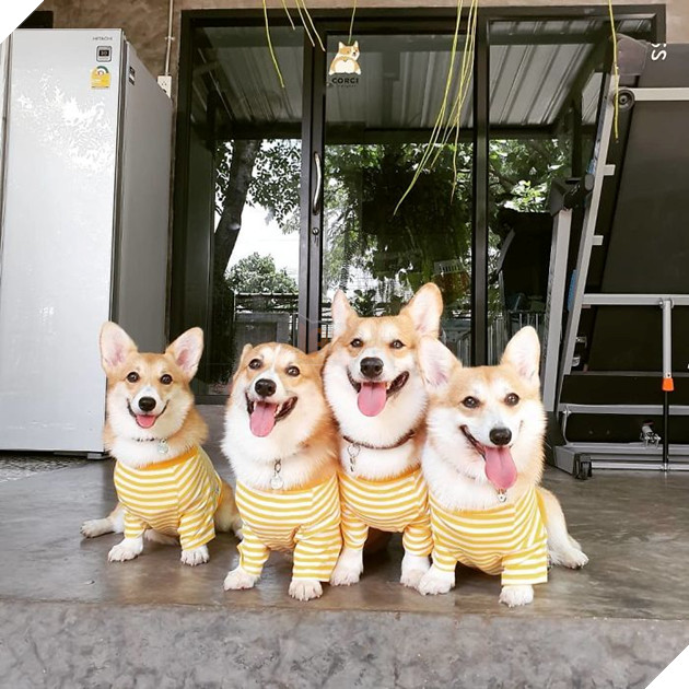 Có 1 quán cafe chứa đầy lũ Corgi Mông to siêu đã giữa lòng Bangkok 15