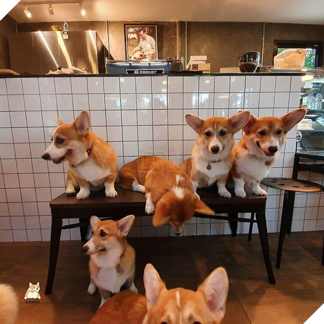 Có 1 quán cafe chứa đầy lũ Corgi Mông to siêu đã giữa lòng Bangkok 14