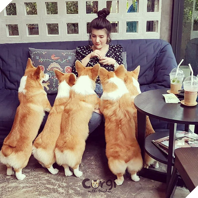 Có 1 quán cafe chứa đầy lũ Corgi Mông to siêu đã giữa lòng Bangkok 6