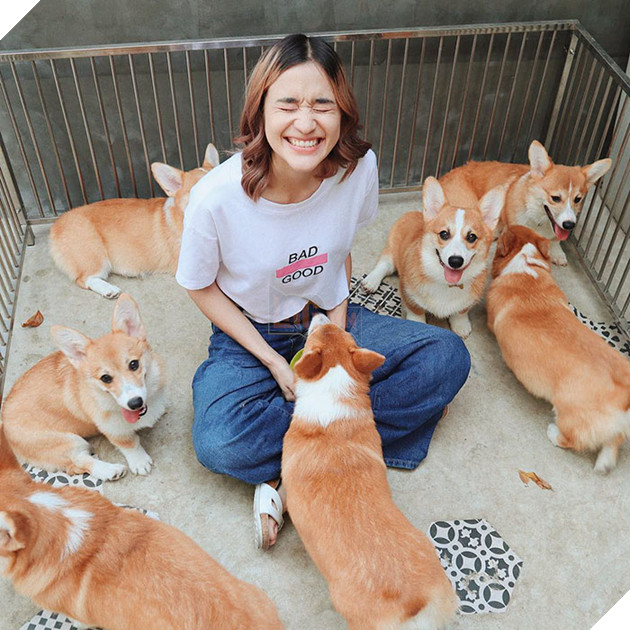 Có 1 quán cafe chứa đầy lũ Corgi Mông to siêu đã giữa lòng Bangkok 11