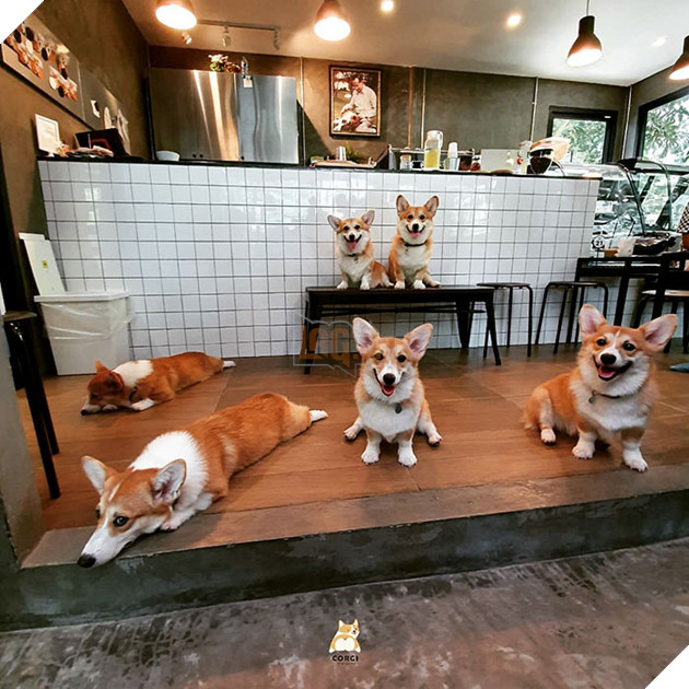 Có 1 quán cafe chứa đầy lũ Corgi Mông to siêu đã giữa lòng Bangkok 3