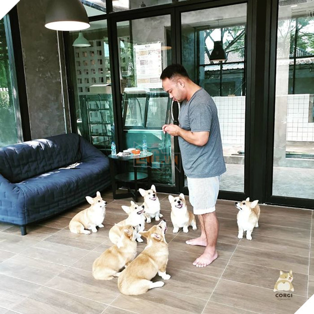 Có 1 quán cafe chứa đầy lũ Corgi Mông to siêu đã giữa lòng Bangkok 7