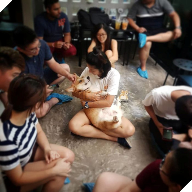 Có 1 quán cafe chứa đầy lũ Corgi Mông to siêu đã giữa lòng Bangkok 8