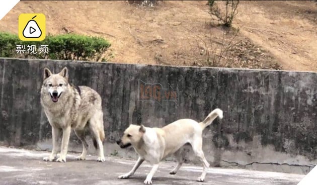 Du khách tức giận khi chỉ thấy độc một con chó nhà trong chuồng sói tại sở thú Trung Quốc - Ảnh 3.