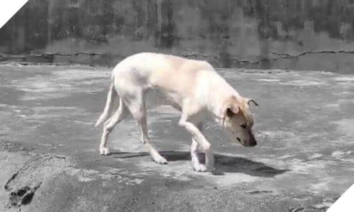 Du khách tức giận khi chỉ thấy độc một con chó nhà trong chuồng sói tại sở thú Trung Quốc - Ảnh 2.