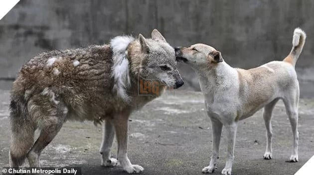 Du khách tức giận khi chỉ thấy độc một con chó nhà trong chuồng sói tại sở thú Trung Quốc - Ảnh 4.