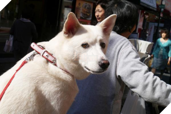 Bước qua nhau, Cô gái trẻ chụp lại chú chó có đôi mắt buồn như vừa mất người yêu 6