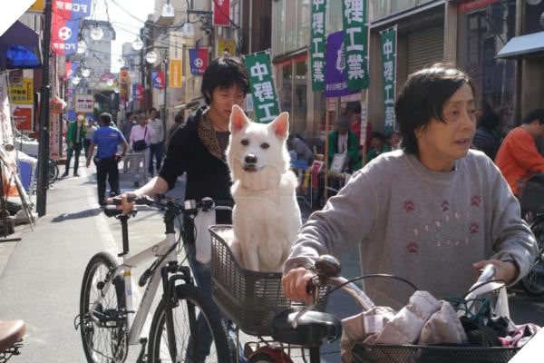 Bước qua nhau, Cô gái trẻ chụp lại chú chó có đôi mắt buồn như vừa mất người yêu 3