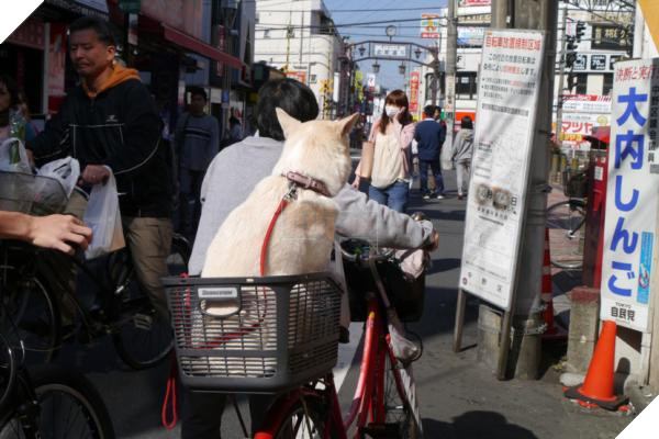 Bước qua nhau, Cô gái trẻ chụp lại chú chó có đôi mắt buồn như vừa mất người yêu 9