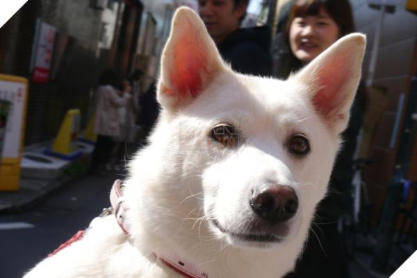 Bước qua nhau, Cô gái trẻ chụp lại chú chó có đôi mắt buồn như vừa mất người yêu 5