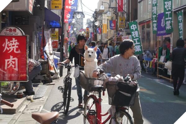 Bước qua nhau, Cô gái trẻ chụp lại chú chó có đôi mắt buồn như vừa mất người yêu 2