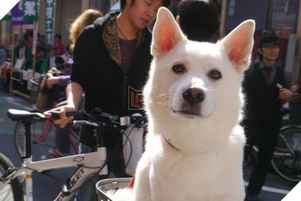 Bước qua nhau, Cô gái trẻ chụp lại chú chó có đôi mắt buồn như vừa mất người yêu 4