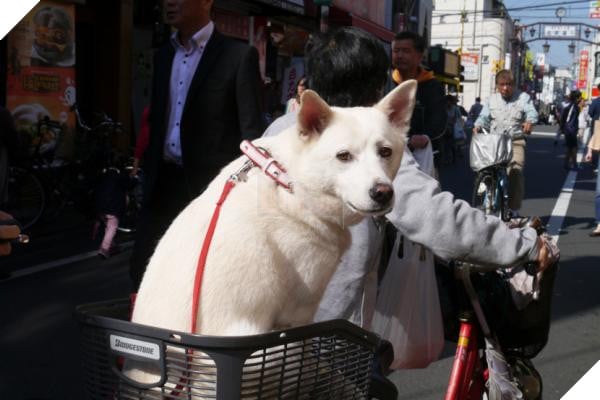 Bước qua nhau, Cô gái trẻ chụp lại chú chó có đôi mắt buồn như vừa mất người yêu 7