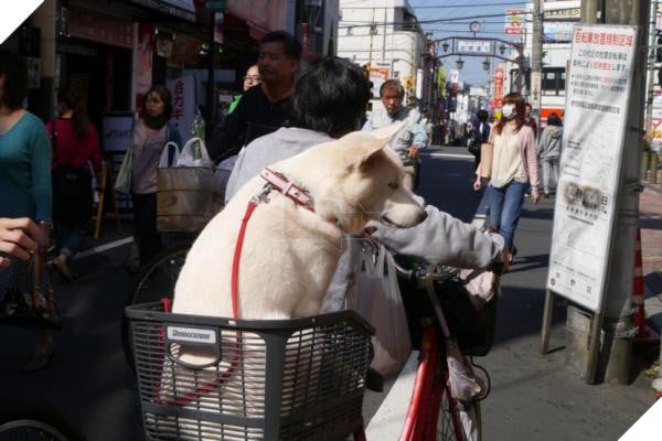 Bước qua nhau, Cô gái trẻ chụp lại chú chó có đôi mắt buồn như vừa mất người yêu 8