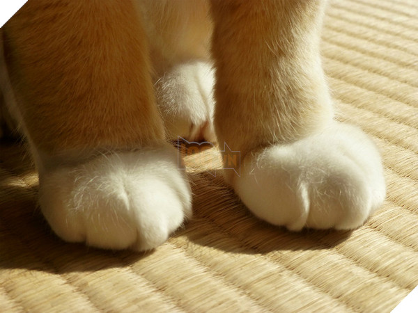 Chú mèo gập chân 90 độ khiến chủ nhân bảo ‘Đừng đừng!’, sau đó mới phát hiện đây là điều hết sức bình thường?