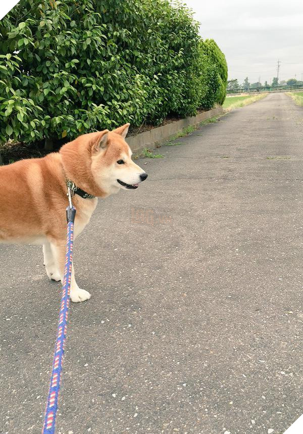 Chú chó nhát gan đi tản bộ đột nhiên ‘đứng hình’… 5 giây sau, nó quay đầu bỏ chạy khiến chủ nhân cười lăn 5