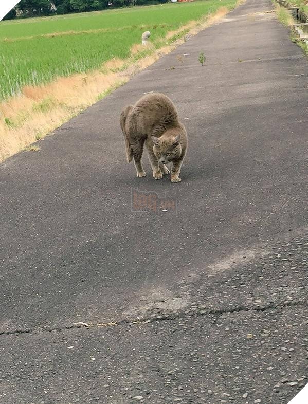 Chú chó nhát gan đi tản bộ đột nhiên ‘đứng hình’… 5 giây sau, nó quay đầu bỏ chạy khiến chủ nhân cười lăn 7