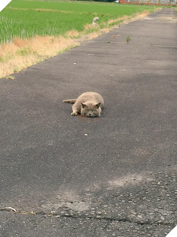 Chú chó nhát gan đi tản bộ đột nhiên ‘đứng hình’… 5 giây sau, nó quay đầu bỏ chạy khiến chủ nhân cười lăn 6