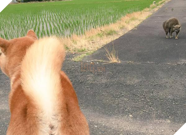 Chú chó nhát gan đi tản bộ đột nhiên ‘đứng hình’… 5 giây sau, nó quay đầu bỏ chạy khiến chủ nhân cười lăn 8