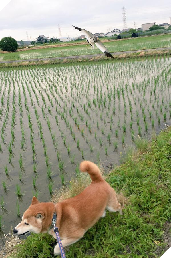 Chú chó nhát gan đi tản bộ đột nhiên ‘đứng hình’… 5 giây sau, nó quay đầu bỏ chạy khiến chủ nhân cười lăn 10