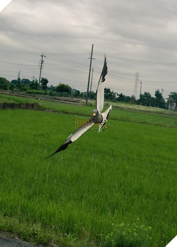Chú chó nhát gan đi tản bộ đột nhiên ‘đứng hình’… 5 giây sau, nó quay đầu bỏ chạy khiến chủ nhân cười lăn 9