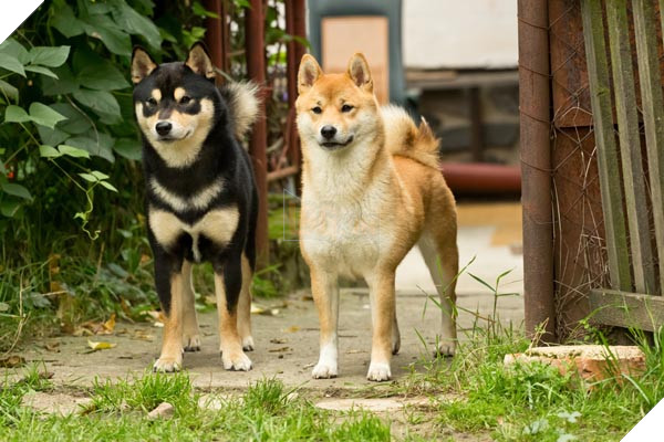 Chú chó nhát gan đi tản bộ đột nhiên ‘đứng hình’… 5 giây sau, nó quay đầu bỏ chạy khiến chủ nhân cười lăn