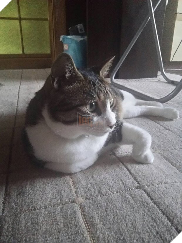 Chú mèo gập chân 90 độ khiến chủ nhân bảo ‘Đừng đừng!’, sau đó mới phát hiện đây là điều hết sức bình thường? 2