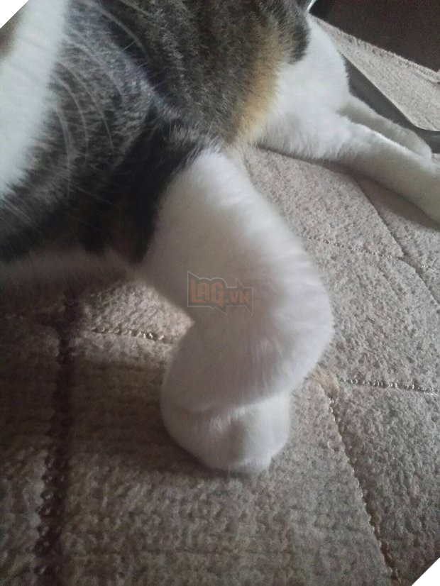 Chú mèo gập chân 90 độ khiến chủ nhân bảo ‘Đừng đừng!’, sau đó mới phát hiện đây là điều hết sức bình thường? 3