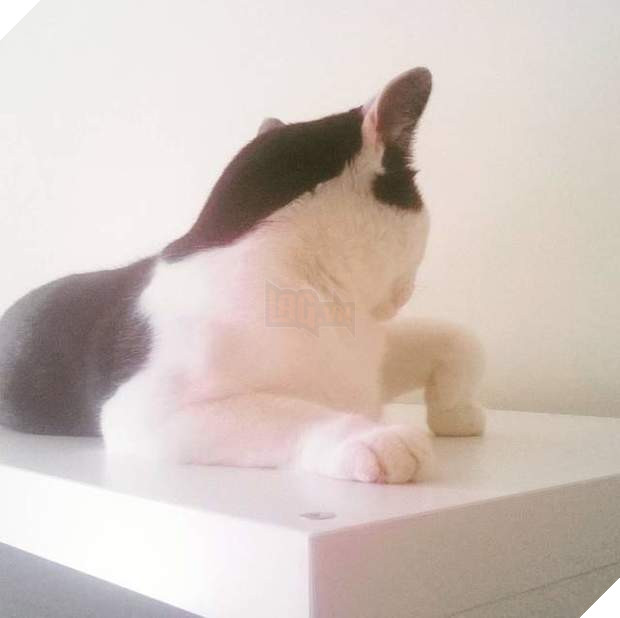 Chú mèo gập chân 90 độ khiến chủ nhân bảo ‘Đừng đừng!’, sau đó mới phát hiện đây là điều hết sức bình thường? 4