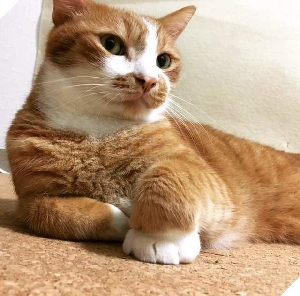 Chú mèo gập chân 90 độ khiến chủ nhân bảo ‘Đừng đừng!’, sau đó mới phát hiện đây là điều hết sức bình thường? 5