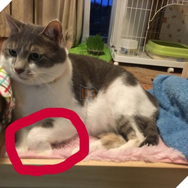 Chú mèo gập chân 90 độ khiến chủ nhân bảo ‘Đừng đừng!’, sau đó mới phát hiện đây là điều hết sức bình thường? 6