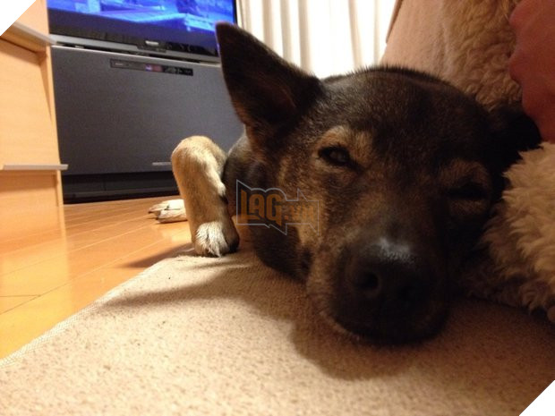 Chú mèo gập chân 90 độ khiến chủ nhân bảo ‘Đừng đừng!’, sau đó mới phát hiện đây là điều hết sức bình thường? 7