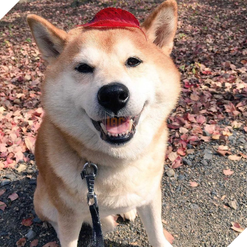 Chú chó nhát gan đi tản bộ đột nhiên ‘đứng hình’… 5 giây sau, nó quay đầu bỏ chạy khiến chủ nhân cười lăn 2