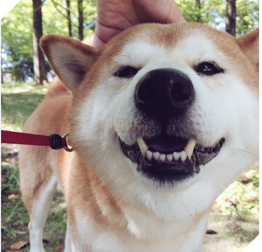 Chú chó nhát gan đi tản bộ đột nhiên ‘đứng hình’… 5 giây sau, nó quay đầu bỏ chạy khiến chủ nhân cười lăn 4