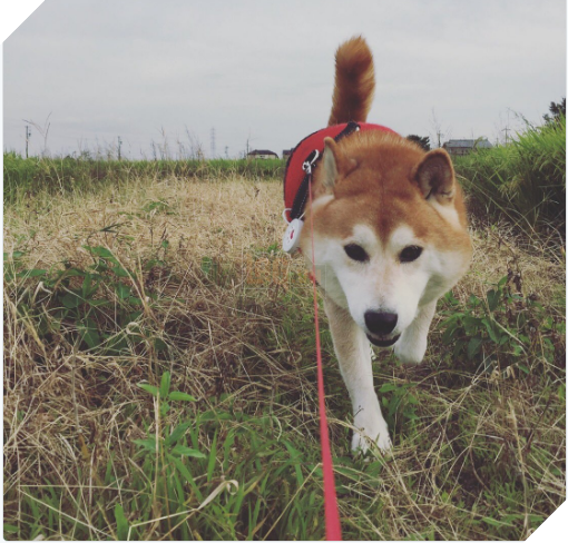 Chú chó nhát gan đi tản bộ đột nhiên ‘đứng hình’… 5 giây sau, nó quay đầu bỏ chạy khiến chủ nhân cười lăn 3